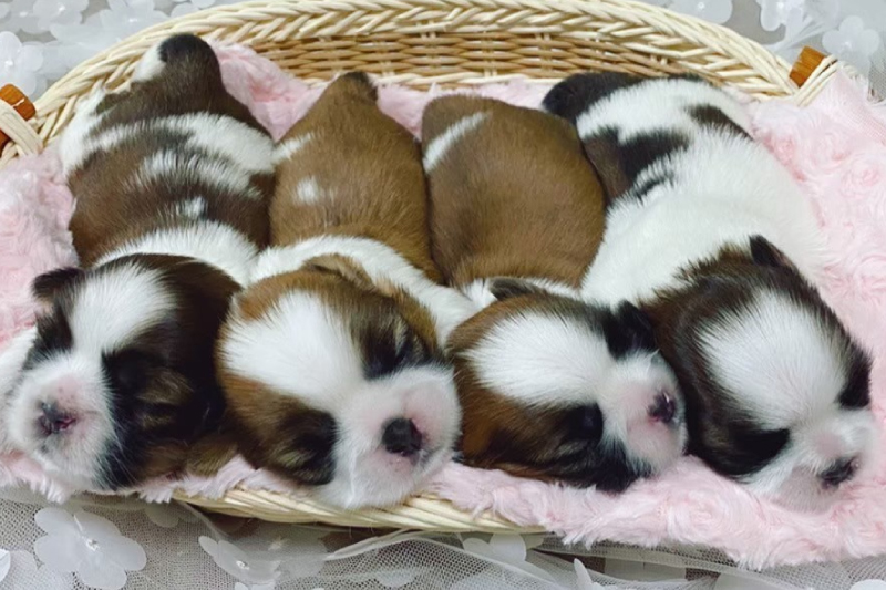 小型犬専用サロン