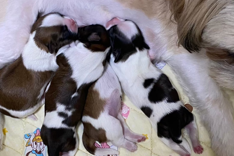 ケージレスのお預かり